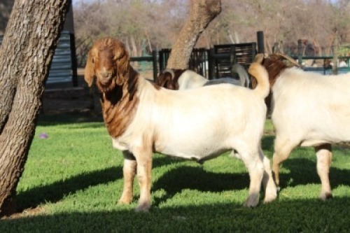 1X RAM BOERBOK LANGKLOOF GAME FARM