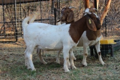 2X OOI/EWE BOERBOK LANGKLOOF GAME FARM (PER PIECE TO TAKE THE LOT)