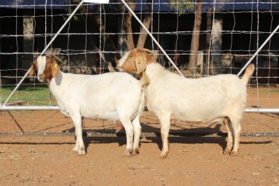 2X OOI/EWE BOERBOK LANGKLOOF GAME FARM (PER PIECE TO TAKE THE LOT)