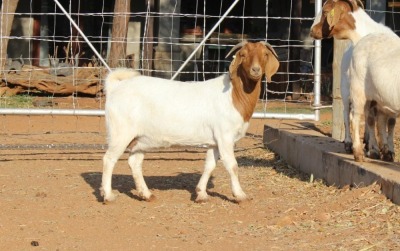 2+2X OOI/EWE BOERBOK LANGKLOOF GAME FARM (PER PIECE TO TAKE THE LOT)