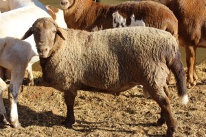 1X RAM MEATMASTERS LANGKLOOF GAME FARM