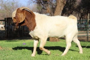 1X RAM BOERBOK LANGKLOOF GAME FARM