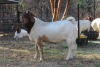 1X RAM BOERBOK LANGKLOOF GAME FARM