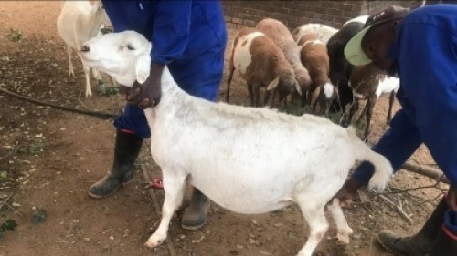 1X OOI/EWE MEATMASTERS HANNES SMIT (PER PIECE TO TAKE THE LOT)