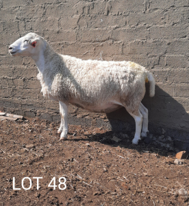 4X OOI/EWE WIT DORPER STEPHANIE SCHUTTE (PER PIECE TO TAKE THE LOT)