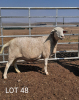 4X OOI/EWE WIT DORPER STEPHANIE SCHUTTE (PER PIECE TO TAKE THE LOT) - 2