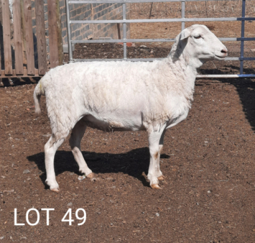 3X OOI/EWE WIT DORPER STEPHANIE SCHUTTE (PER PIECE TO TAKE THE LOT)
