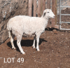 3X OOI/EWE WIT DORPER STEPHANIE SCHUTTE (PER PIECE TO TAKE THE LOT) - 3