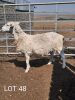 4X OOI/EWE WIT DORPER STEPHANIE SCHUTTE (PER PIECE TO TAKE THE LOT) - 3