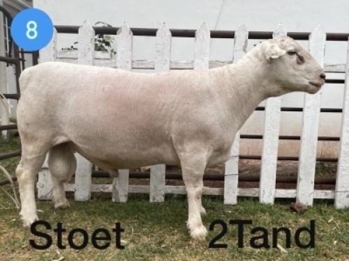 1x WIT DORPER RAM Gert L&ouml;tter STOET/STUD