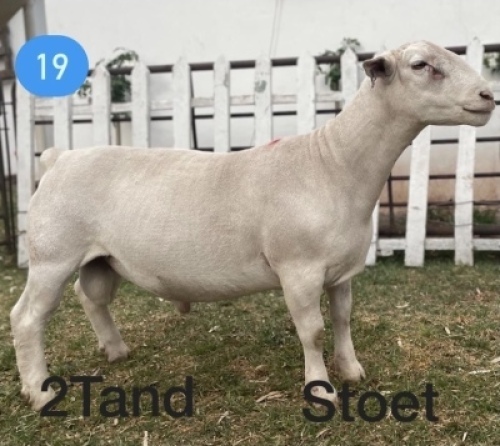 1x WIT DORPER RAM Gert L&ouml;tter STOET/STUD