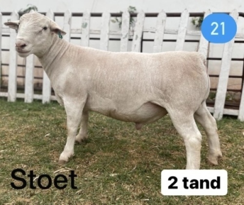 1x WIT DORPER RAM Gert L&ouml;tter STOET/STUD