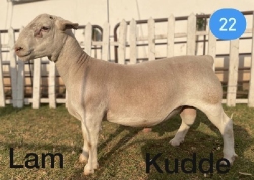 1x WIT DORPER RAM Gert L&ouml;tter KUDDE/FLOCK