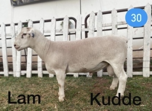 1x WIT DORPER RAM Gert L&ouml;tter KUDDE/FLOCK