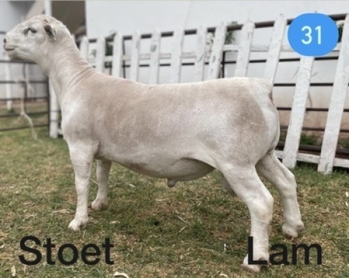 1x WIT DORPER RAM Gert L&ouml;tter STOET/STUD