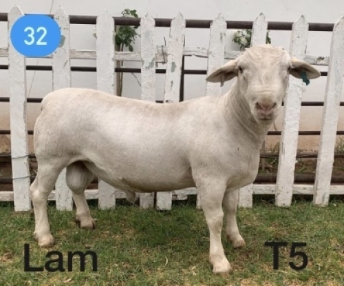 1x WIT DORPER RAM Gert L&ouml;tter T5