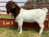 1X BOER GOAT BUCKS LUKAS BURGER BOERBOKSTOET KUDDE/FLOCK