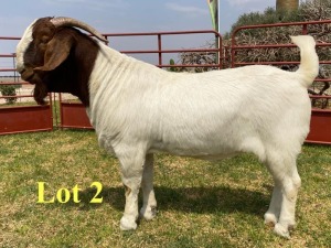 1X BOER GOAT BUCKS LUKAS BURGER BOERBOKSTOET KUDDE/FLOCK