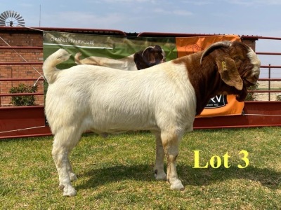 1X BOER GOAT BUCKS LUKAS BURGER BOERBOKSTOET KUDDE/FLOCK