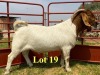 1X BOER GOAT BUCKS LUKAS BURGER BOERBOKSTOET KUDDE/FLOCK