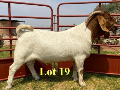 1X BOER GOAT BUCKS LUKAS BURGER BOERBOKSTOET KUDDE/FLOCK