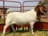 1X BOER GOAT BUCKS LUKAS BURGER BOERBOKSTOET KUDDE/FLOCK