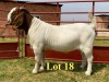 1X BOER GOAT BUCKS LUKAS BURGER BOERBOKSTOET STOET/STUD