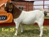 1X BOER GOAT BUCKS LUKAS BURGER BOERBOKSTOET - PS