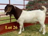 1X BOER GOAT BUCKS LUKAS BURGER BOERBOKSTOET KUDDE/FLOCK