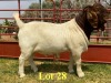 1X BOER GOAT BUCKS LUKAS BURGER BOERBOKSTOET STOET/STUD