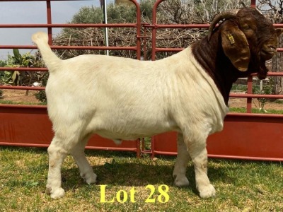 1X BOER GOAT BUCKS LUKAS BURGER BOERBOKSTOET STOET/STUD