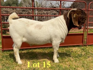 1X BOER GOAT BUCKS LUKAS BURGER BOERBOKSTOET KUDDE/FLOCK