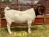 1X BOER GOAT BUCKS LUKAS BURGER BOERBOKSTOET KUDDE/FLOCK