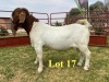 1X BOER GOAT BUCKS LUKAS BURGER BOERBOKSTOET STOET/STUD