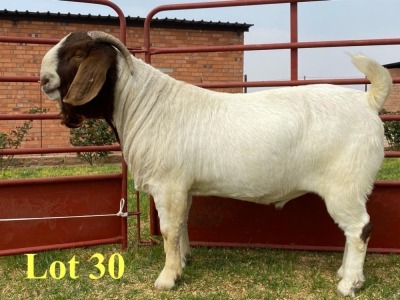 1X BOER GOAT BUCKS LUKAS BURGER BOERBOKSTOET KUDDE/FLOCK