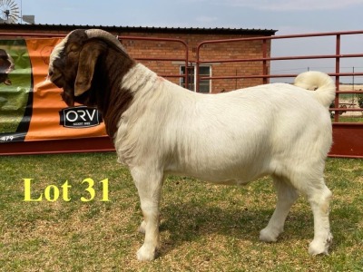 1X BOER GOAT BUCKS LUKAS BURGER BOERBOKSTOET STOET/STUD