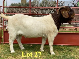 1X BOER GOAT BUCKS LUKAS BURGER BOERBOKSTOET STOET/STUD