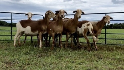 LOT 128 7X MEATMASTER OOI/EWE (PER STUK OM LOT TE NEEM/PER PIECE TO TAKE THE LOT)