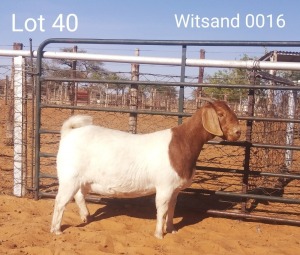 1x BOERBOK OOI/EWE WITSAND BOERBOKSTOET STOET/STUD