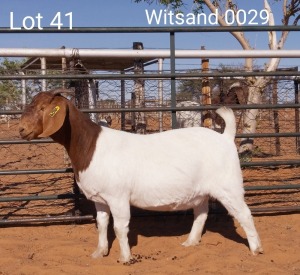 1x BOERBOK OOI/EWE WITSAND BOERBOKSTOET STOET/STUD