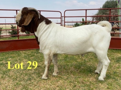 1X BOER GOAT BUCKS LUKAS BURGER BOERBOKSTOET STOET/STUD