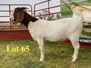 1X BOER GOAT DOES LUKAS BURGER BOERBOKSTOET KUDDE/FLOCK