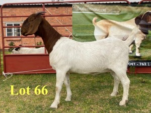 1X BOER GOAT DOES LUKAS BURGER BOERBOKSTOET KUDDE/FLOCK