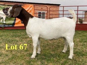 1X BOER GOAT DOES LUKAS BURGER BOERBOKSTOET KUDDE/FLOCK