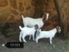 ONTTREK - 1+2x BOERBOK OOI/EWE STONEHAM BOERBOKSTOET - 2