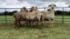 LOT 131 5X MEATMASTER OOI/EWE (PER STUK OM LOT TE NEEM/PER PIECE TO TAKE THE LOT)
