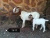 ONTTREK - 1+1x BOERBOK OOI/EWE STONEHAM BOERBOKSTOET - 2