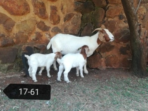 1+2x BOERBOK OOI/EWE STONEHAM BOERBOKSTOET KUDDE/FLOCK