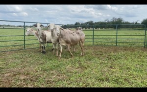 LOT 118 5X MEATMASTER OOI/EWE (PER STUK OM LOT TE NEEM/PER PIECE TO TAKE THE LOT)