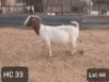 ONTTREK - 1X BOERBOK OOI/EWE VICTOR KRUGER DORPERS - 2